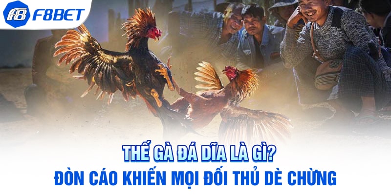 Thế Gà Đá Dĩa Là Gì? Đòn Cáo Khiến Mọi Đối Thủ Dè Chừng